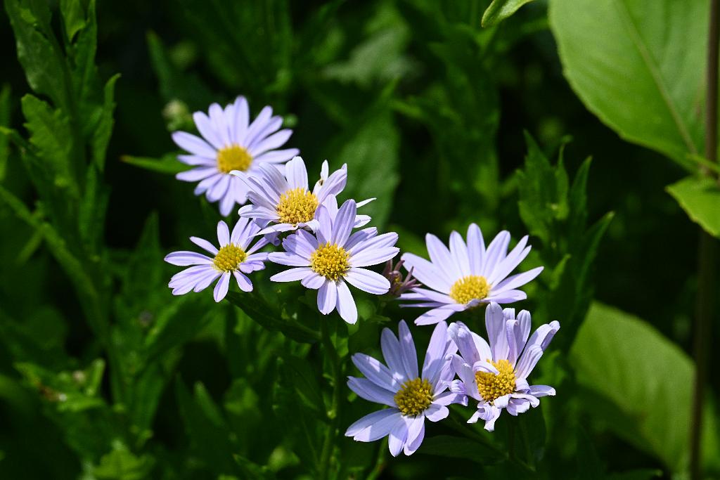 2025-06219115 Tower Hill Botanic Garden, MA.JPG - Japanese or False Aster (Kalimeris incisa 'Blue Star'). New England Botanic Garden at Tower Hill, MA, 6-21-2025